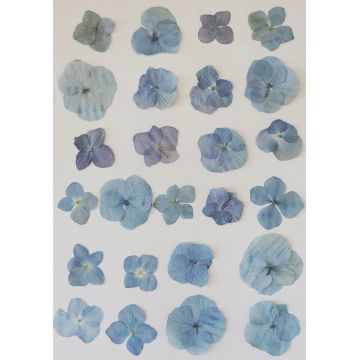 25 fleurs d'hortensia bleu