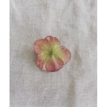 Broche hortensia rose et vert