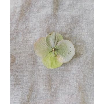 broche hortensia vert bleuté