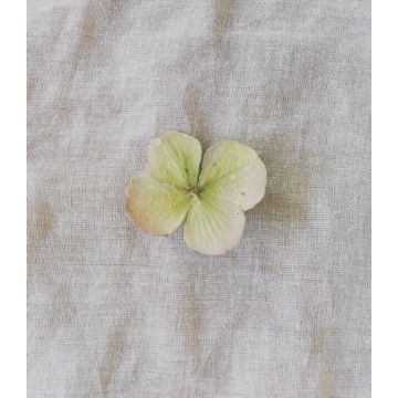 Broche hortensia vert pâle