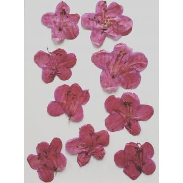 10 fleurs de rhododendron