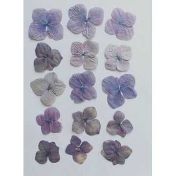 15 fleurs d'hortensia mauve