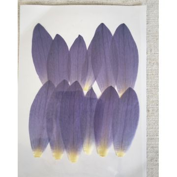 Pétales de tulipe