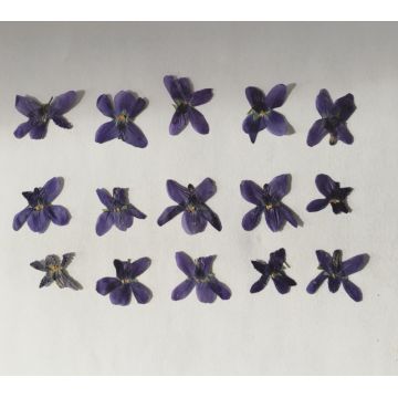 Violettes séchées